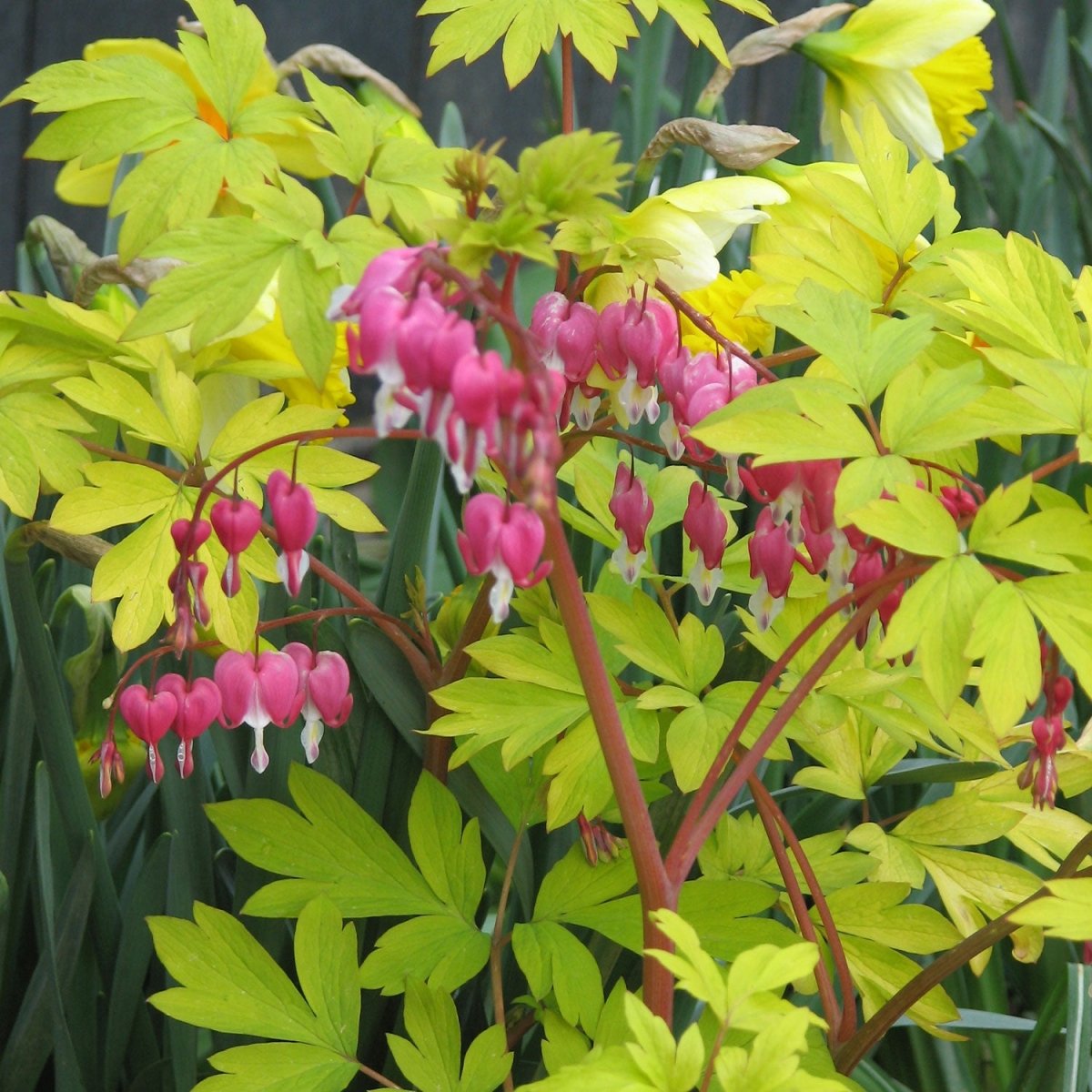 Golden Bleeding Heart - LandscapeDirect