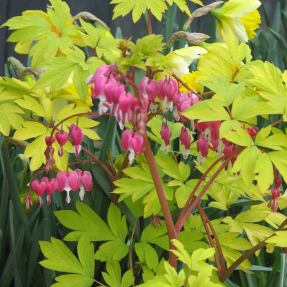 Golden Bleeding Heart - LandscapeDirect