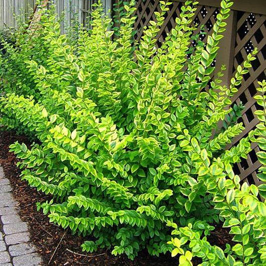 Golden California Privet - LandscapeDirect