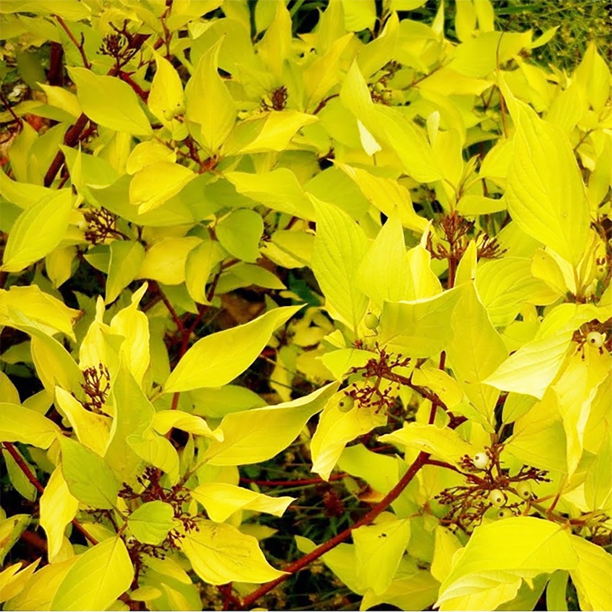 Golden Dogwood - LandscapeDirect