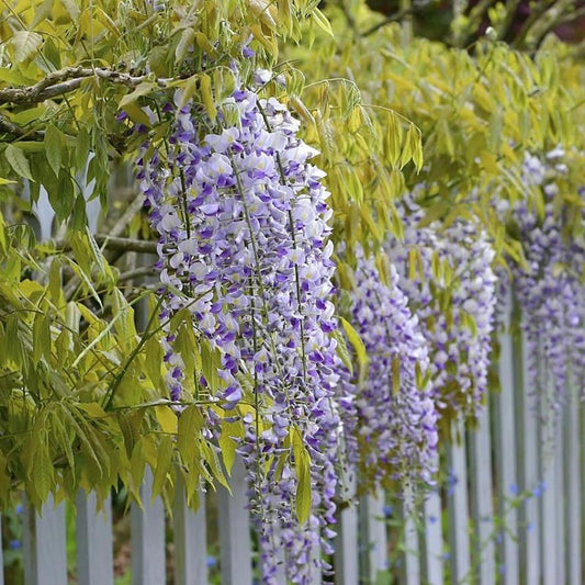 Golden Dragon Wisteria - LandscapeDirect