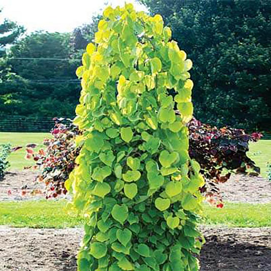 Golden Falls Redbud - LandscapeDirect