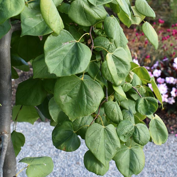 Golden Falls Redbud - LandscapeDirect
