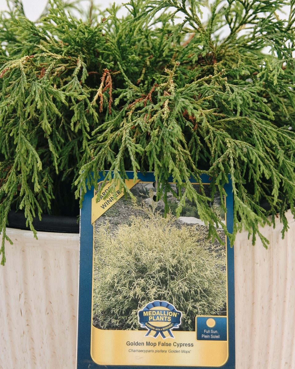 Golden Mops False Cypress - LandscapeDirect