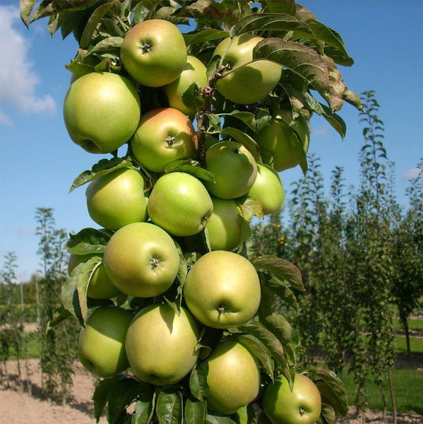Golden Sentinel Apple – LandscapeDirect