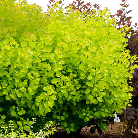 Golden Spirit Smokebush - LandscapeDirect