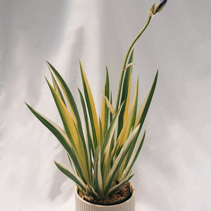 Golden Variegated Sweet Iris - LandscapeDirect