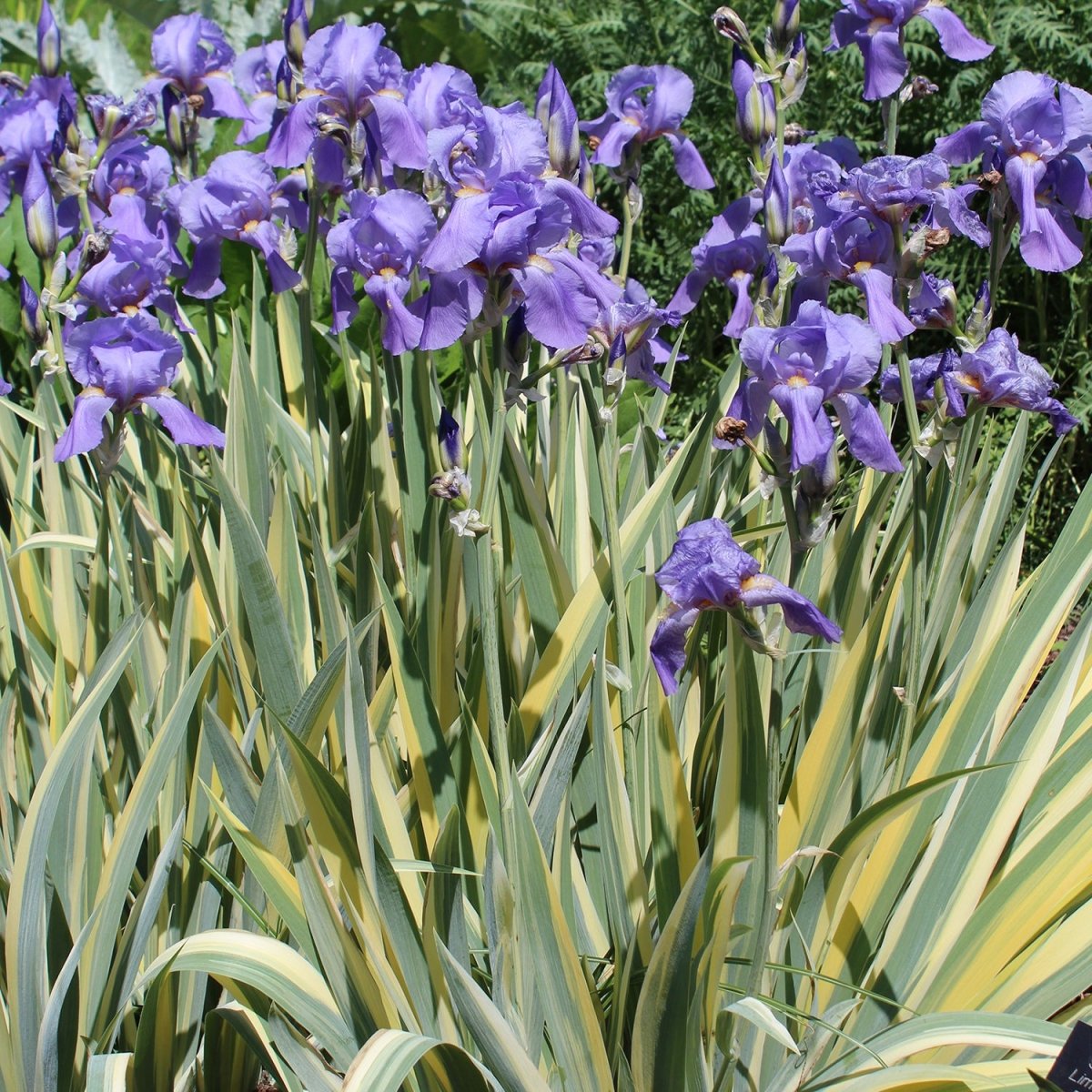 Golden Variegated Sweet Iris - LandscapeDirect
