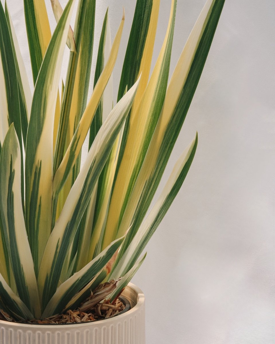 Golden Variegated Sweet Iris - LandscapeDirect