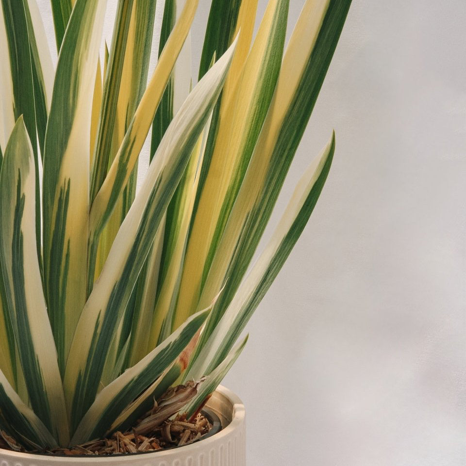 Golden Variegated Sweet Iris - LandscapeDirect