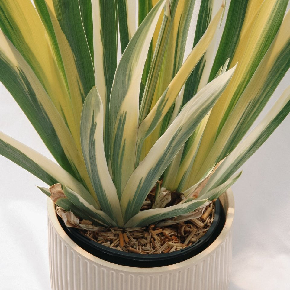 Golden Variegated Sweet Iris - LandscapeDirect