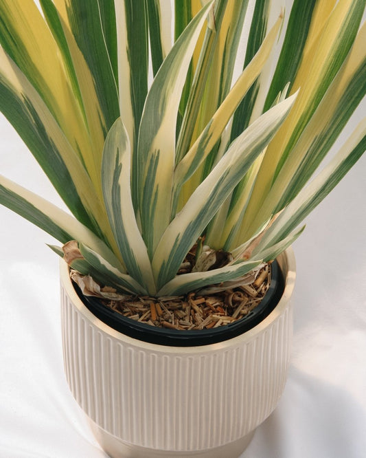 Golden Variegated Sweet Iris - LandscapeDirect