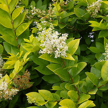 Golden Vicary Privet - LandscapeDirect