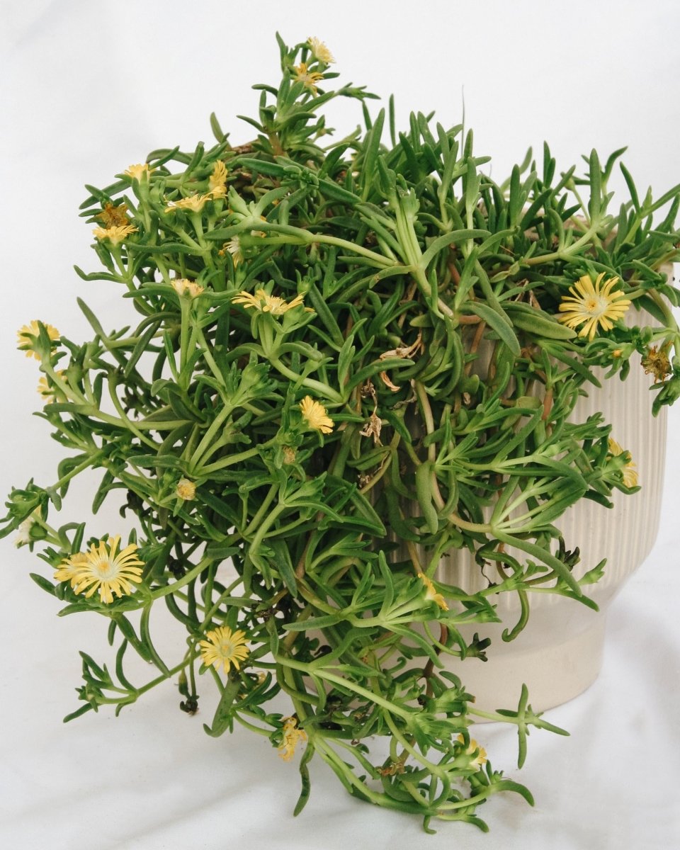 Golden Wonder Ice Plant - LandscapeDirect