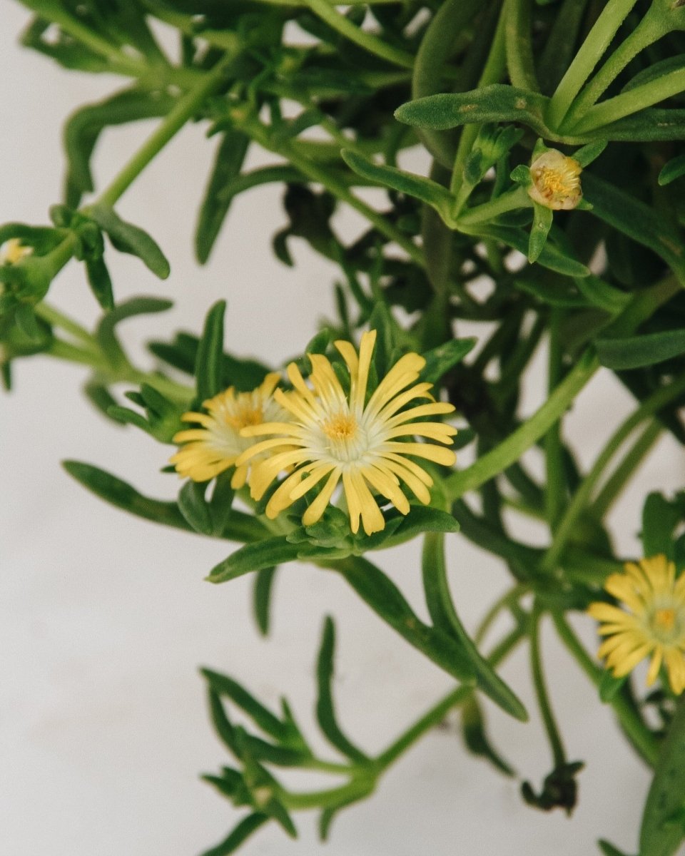 Golden Wonder Ice Plant - LandscapeDirect