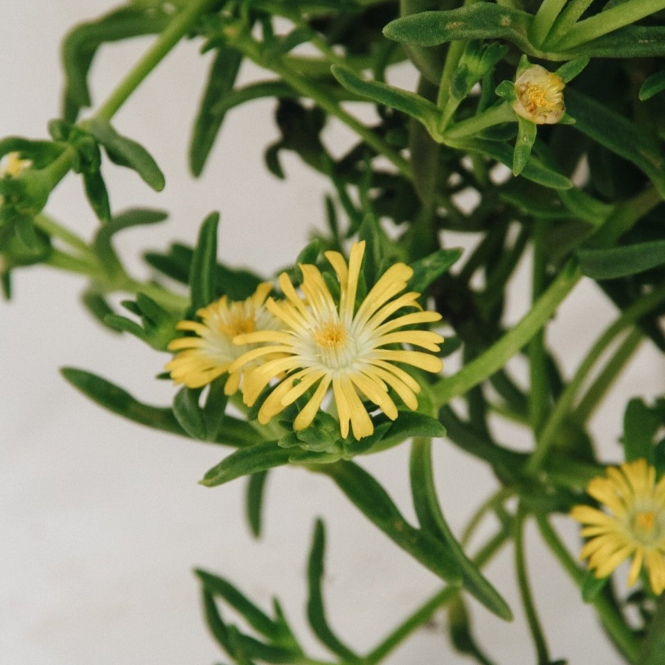 Golden Wonder Ice Plant - LandscapeDirect