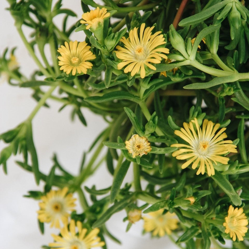Golden Wonder Ice Plant - LandscapeDirect
