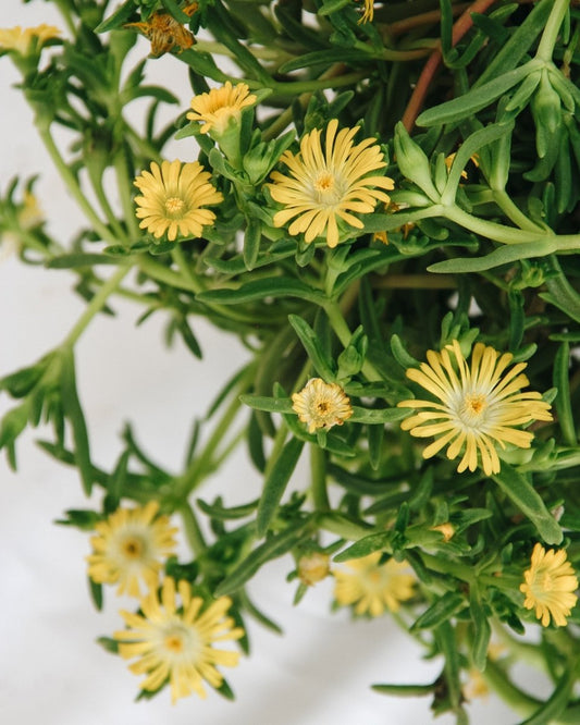 Golden Wonder Ice Plant - LandscapeDirect