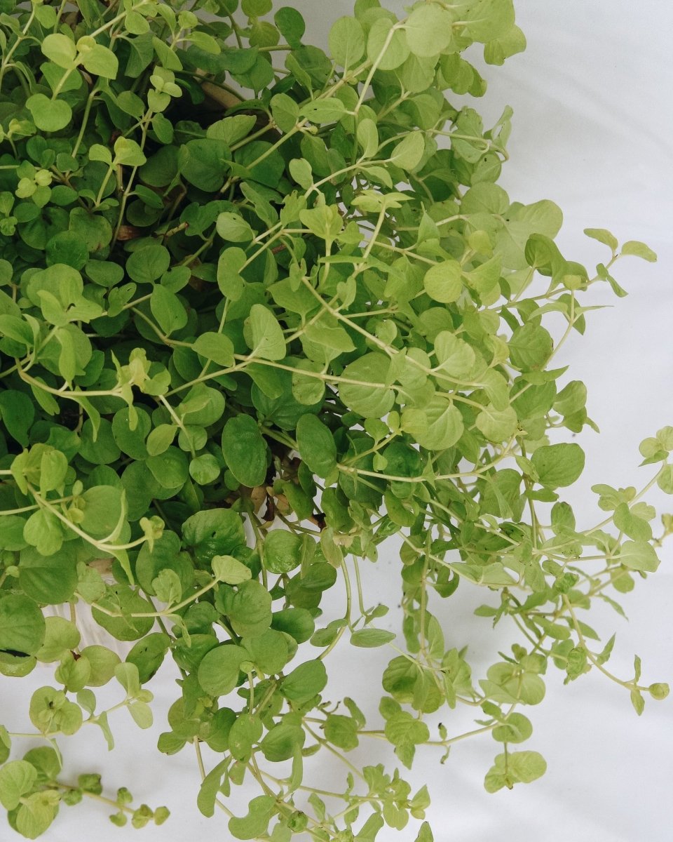 Goldilocks Creeping Jenny - LandscapeDirect