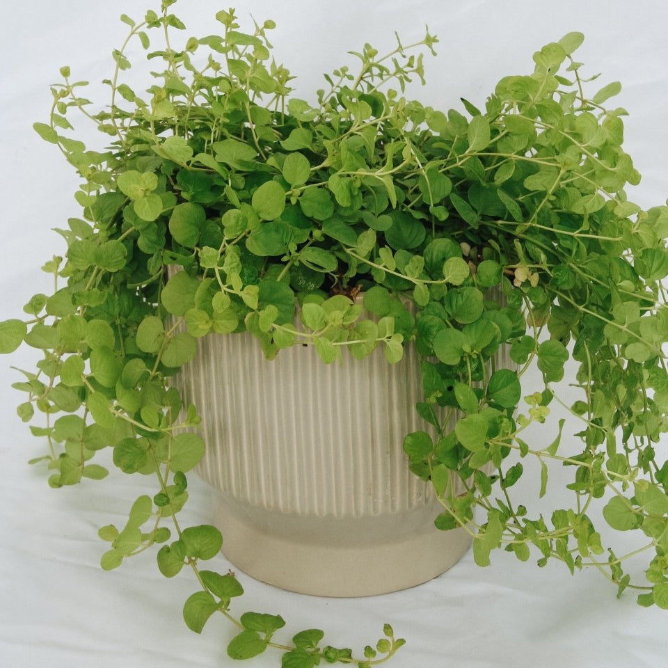 goldilocks hanging plant Goldilocks Creeping Jenny – LandscapeDirect