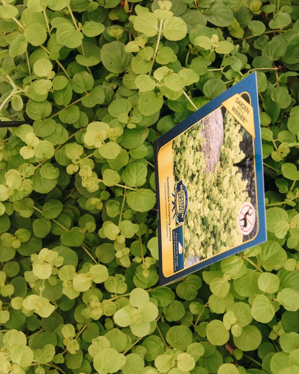 Goldilocks Creeping Jenny - LandscapeDirect
