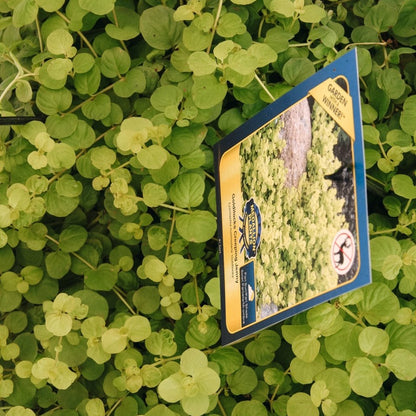 Goldilocks Creeping Jenny - LandscapeDirect