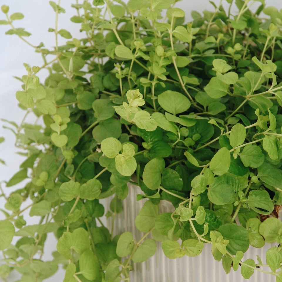 Goldilocks Creeping Jenny - LandscapeDirect