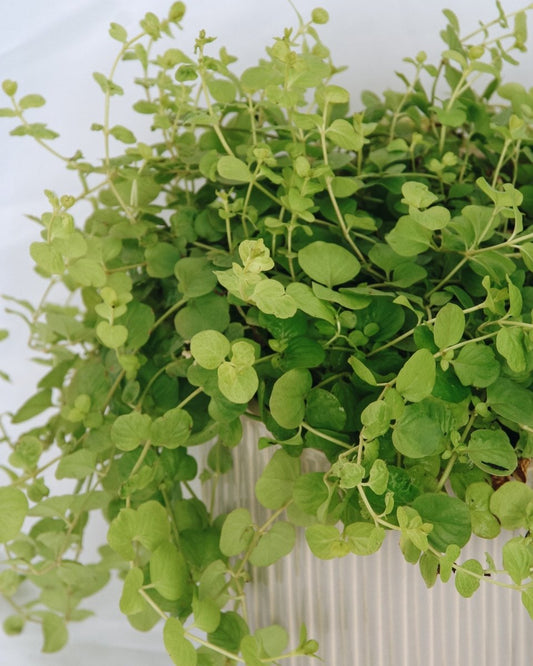 Goldilocks Creeping Jenny - LandscapeDirect