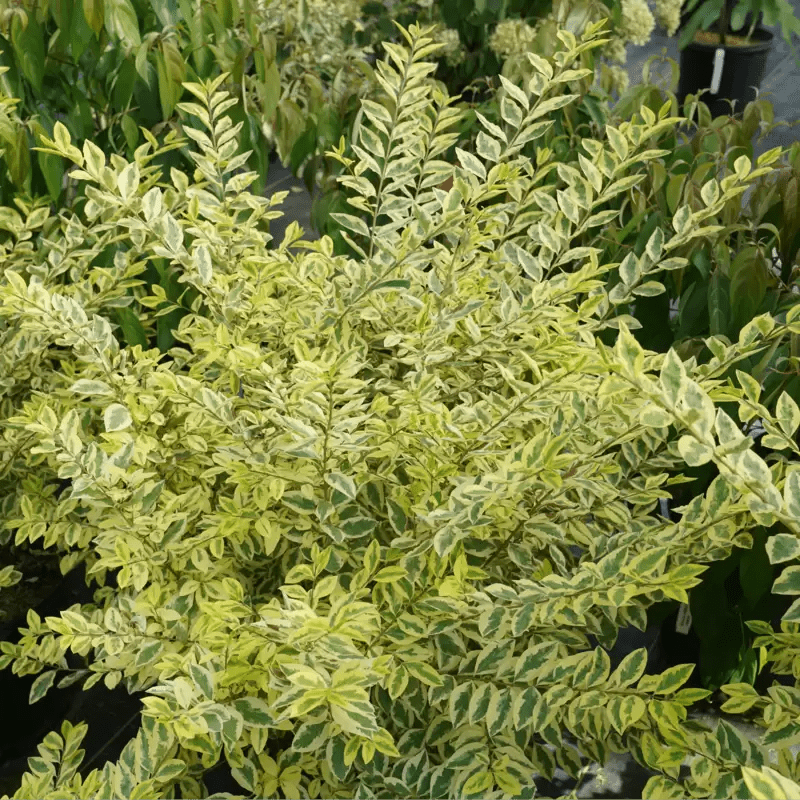 Good Vibrations Privet - LandscapeDirect