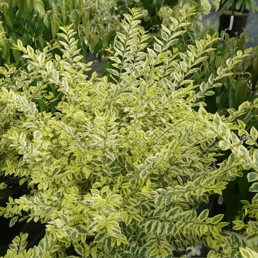 Good Vibrations Privet - LandscapeDirect