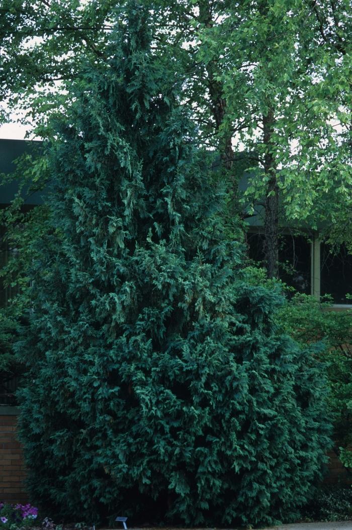 Gracilis Hinoki Cypress - LandscapeDirect