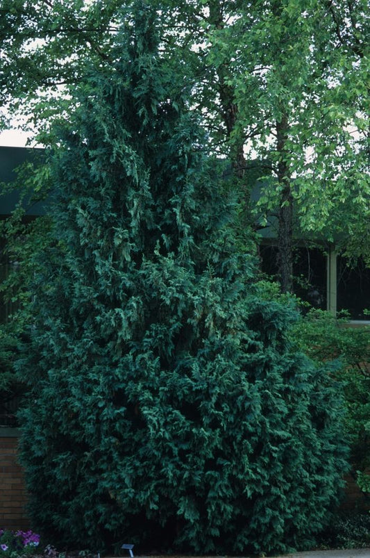 Gracilis Hinoki Cypress - LandscapeDirect
