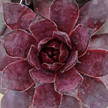 Grape Galaxy Hens and Chicks - LandscapeDirect