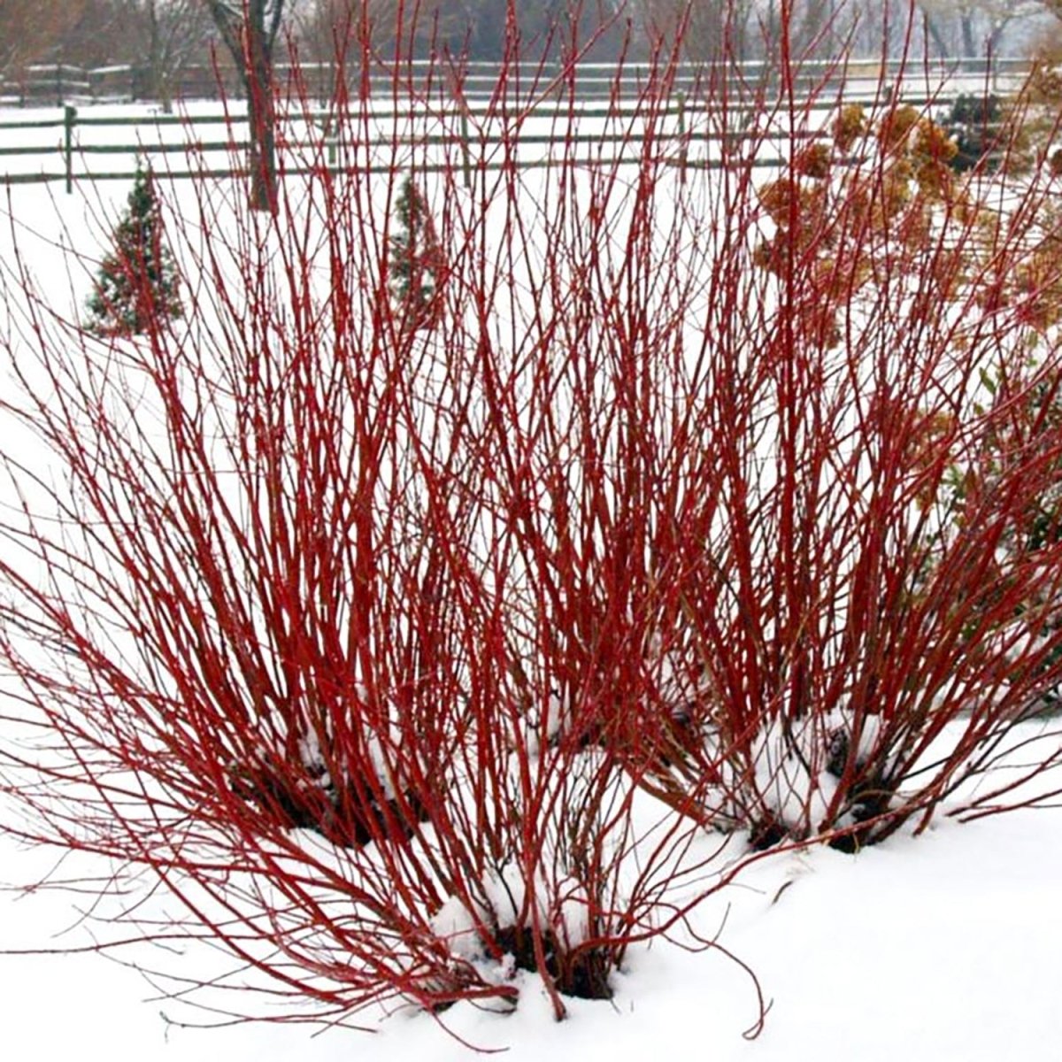 Gray Dogwood - LandscapeDirect
