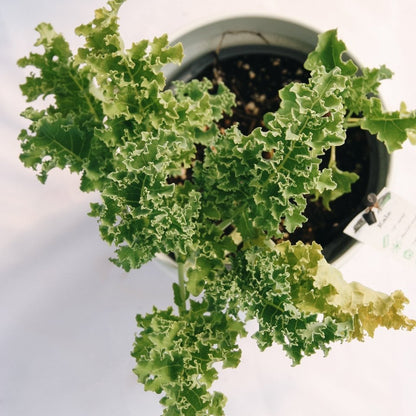 Green Kale - LandscapeDirect