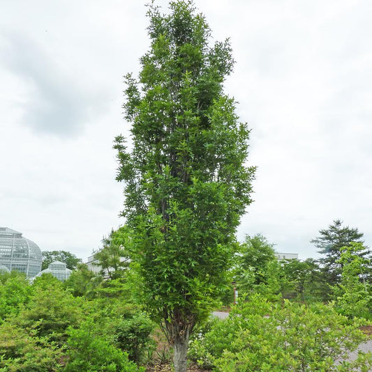 Green Pillar Pin Oak - LandscapeDirect
