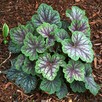 Green Spice Coral Bells - LandscapeDirect