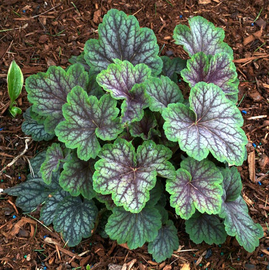 Green Spice Coral Bells - LandscapeDirect