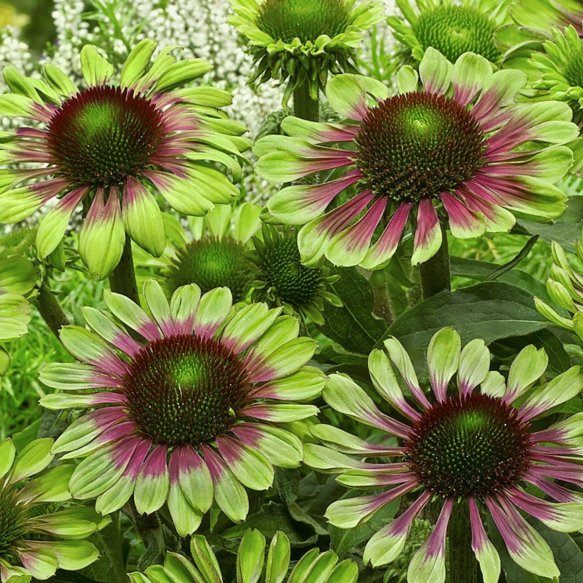 Green Twister Coneflower - LandscapeDirect
