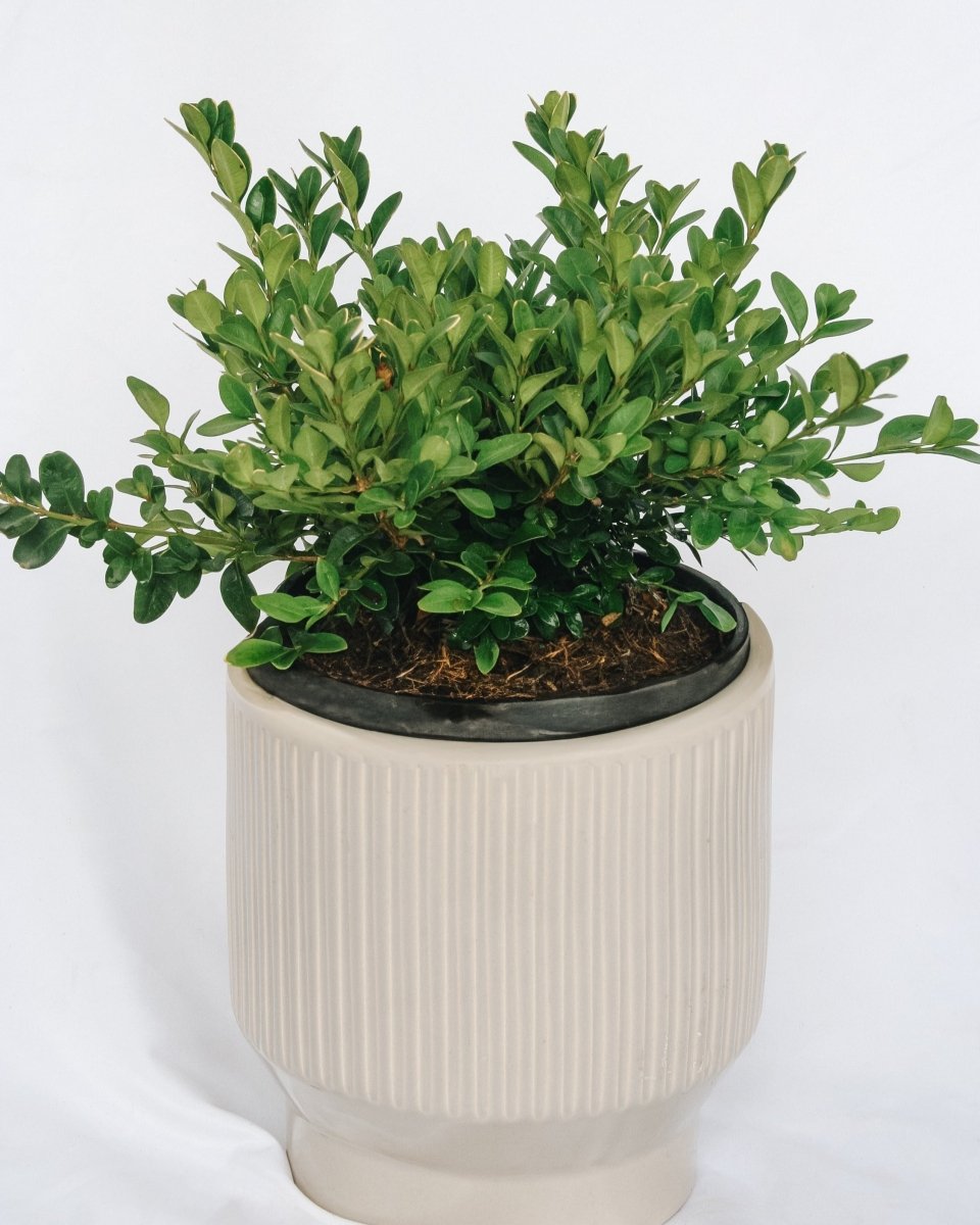 Green Velvet Boxwood - LandscapeDirect