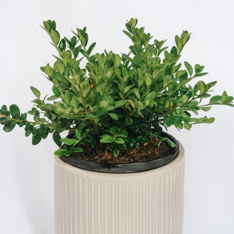 Green Velvet Boxwood - LandscapeDirect