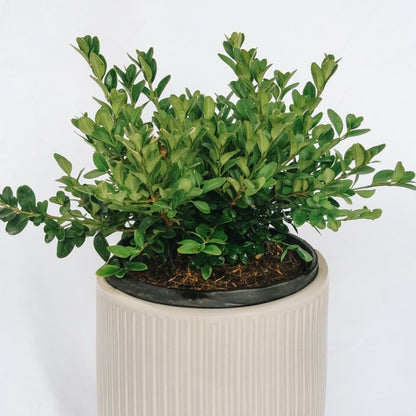 Green Velvet Boxwood - LandscapeDirect