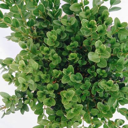 Green Velvet Boxwood - LandscapeDirect