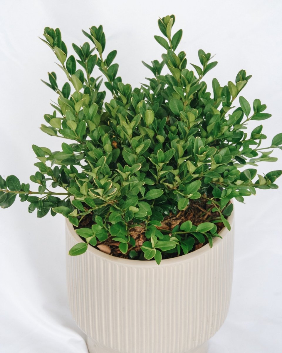 Green Velvet Boxwood - LandscapeDirect