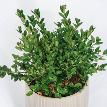 Green Velvet Boxwood - LandscapeDirect