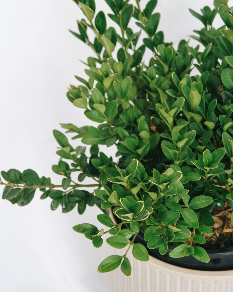 Green Velvet Boxwood - LandscapeDirect