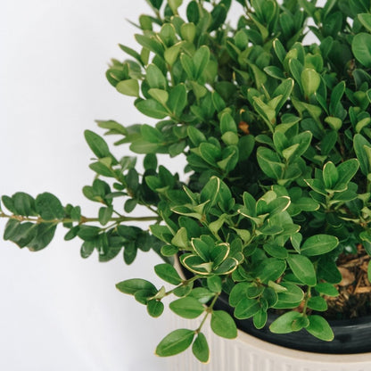 Green Velvet Boxwood - LandscapeDirect