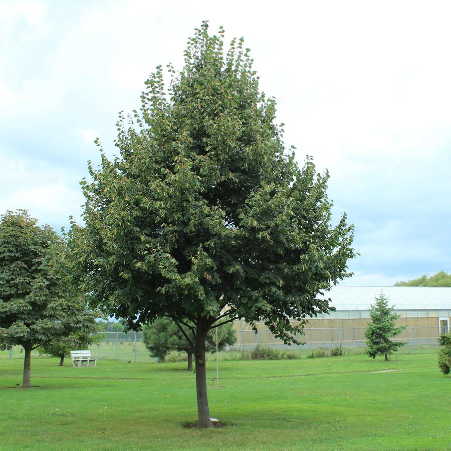 Greenspire Littleleaf Linden - LandscapeDirect
