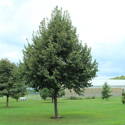 Greenspire Littleleaf Linden - LandscapeDirect