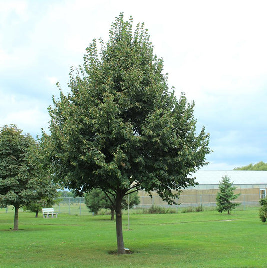 Greenspire Littleleaf Linden - LandscapeDirect